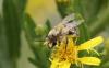Colletes sp.